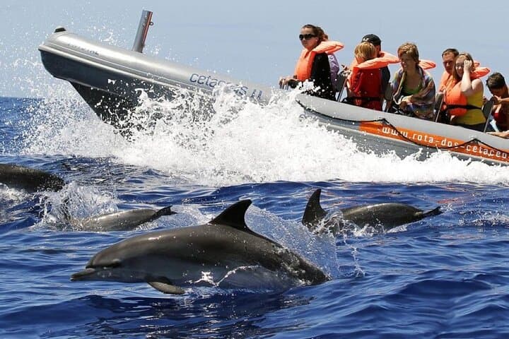 Madeira Whale and Dolphin Watching from Funchal — Marine Biologist-Led Small-Group Tour photo 1