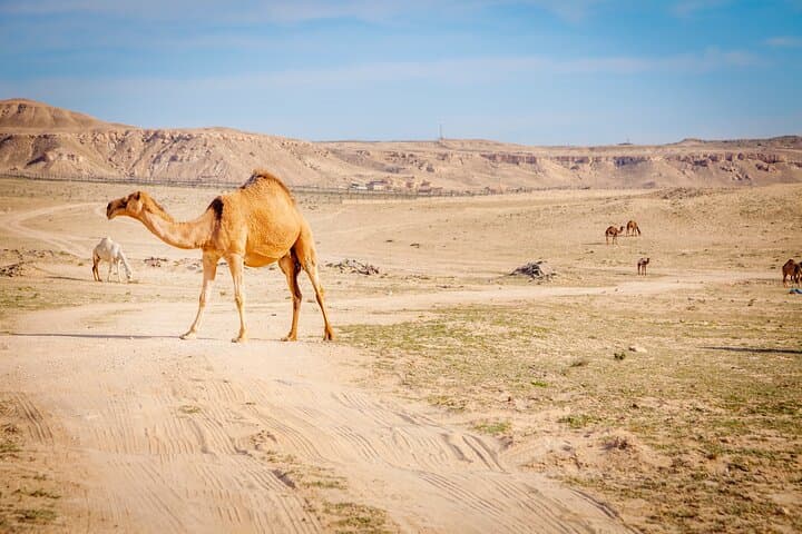 Private Border Farms and Desert Tour — Blue Lake Farm & Kuwait Desert Experience