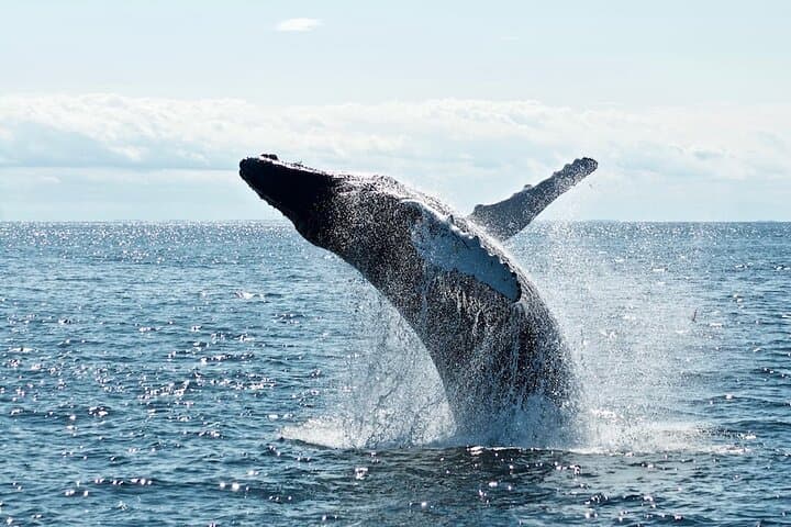 Noosa Hydrophone Whale & Dolphin Eco-Charter — Research-Led Wildlife Cruise photo 1
