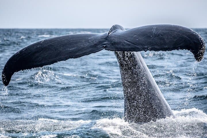 Noosa Hydrophone Whale & Dolphin Eco-Charter — Research-Led Wildlife Cruise photo 2