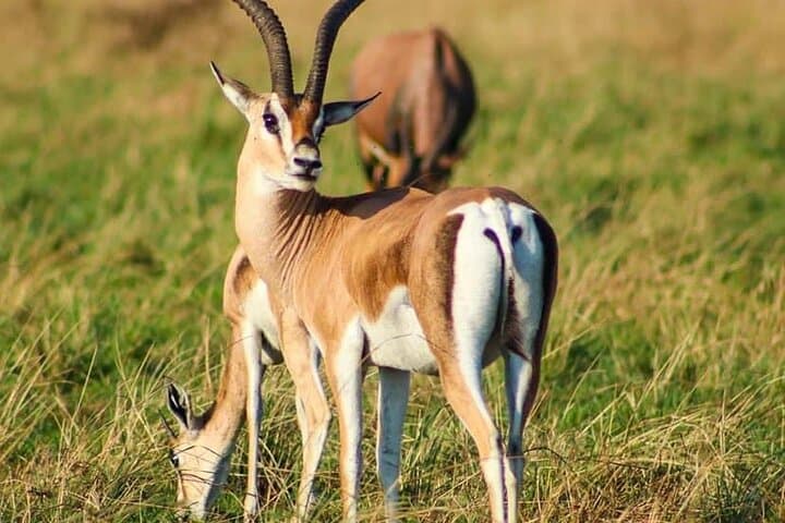 Lake Naivasha & Hell's Gate Day Trip: Rift Valley Boat Ride, Wildlife & Hike photo 5