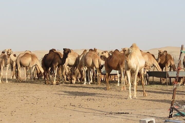 Liwa Overnight Desert Camping & BBQ from Abu Dhabi — Rub' al Khali Adventure photo 6
