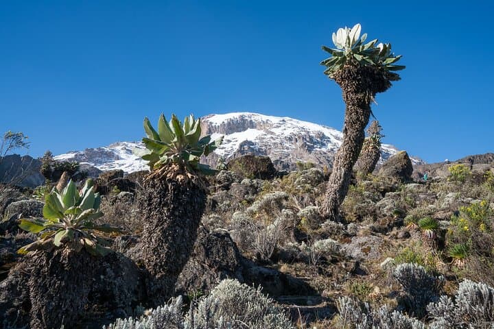 Private Kilimanjaro Airport Transfer to Moshi — Comfort, Culture & Mountain Views photo 3