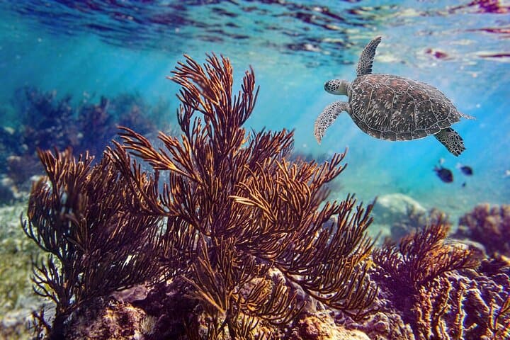 Puerto Morelos Reef Snorkeling: Guided Tour with Lunch & Hotel Pickup photo 4