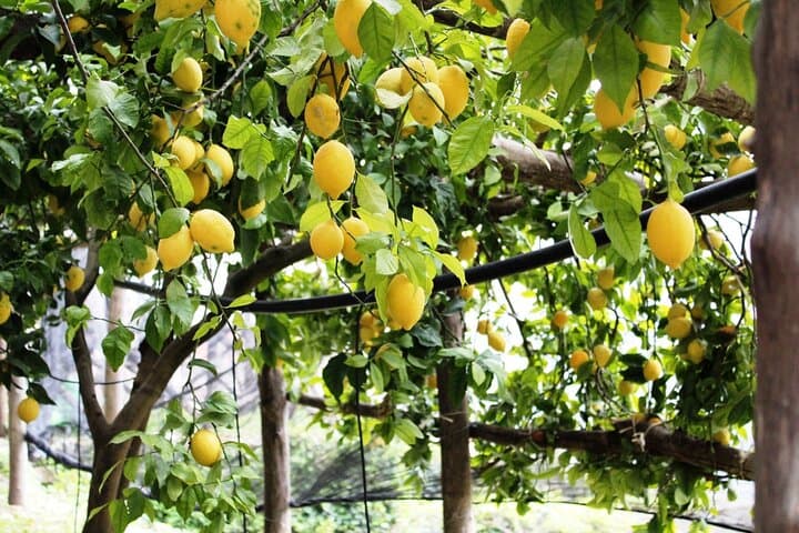 Amalfi Coast Lemon Grove Tour with Tasting in Pontone