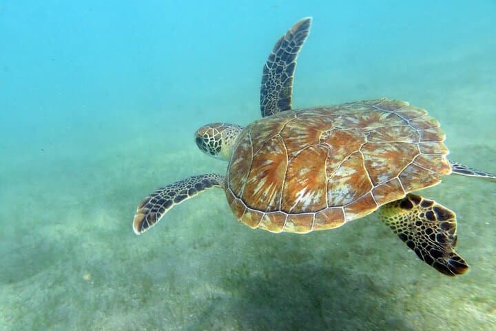 Discover Scuba Diving at Escambrón Marine Park — Beginner-Friendly San Juan Dive photo 4