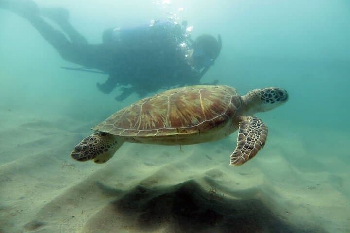 Discover Scuba Diving at Escambrón Marine Park — Beginner-Friendly San Juan Dive