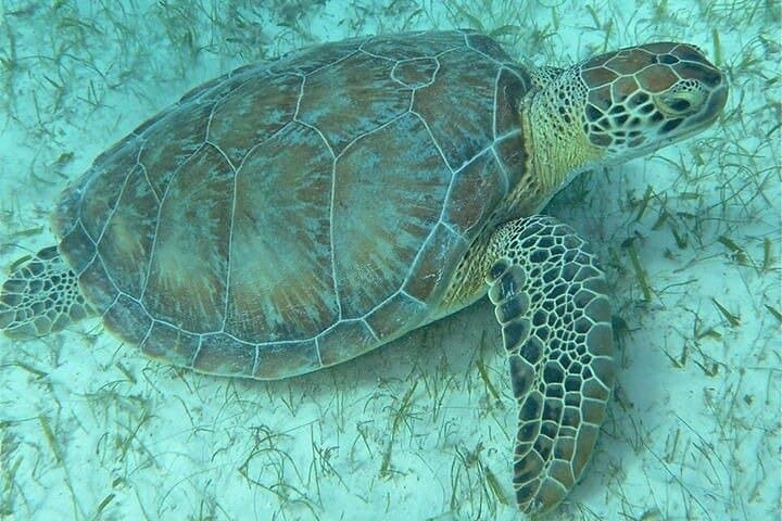 San Juan SCUBA Certification at Escambrón Marine Park — PADI Open Water Course photo 5
