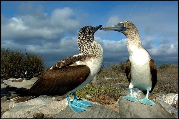 Galapagos Island Hopping: 7-Day Land-Based Wildlife & Snorkel Adventure photo 2