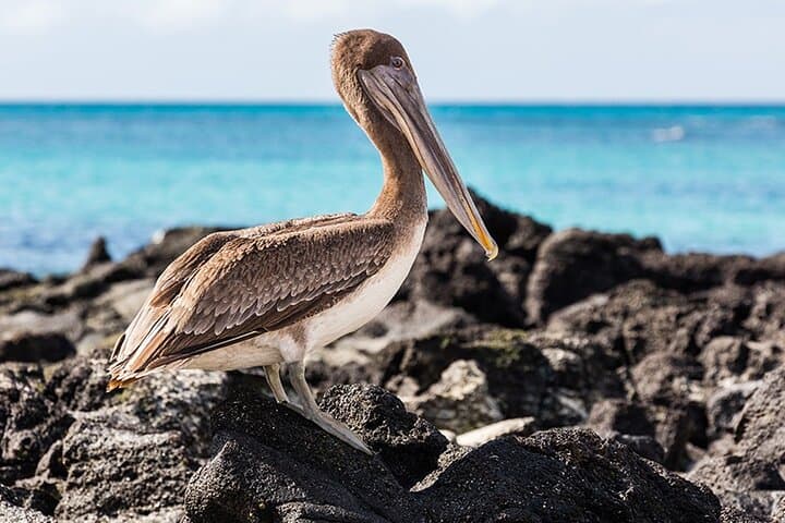 Galapagos Island Hopping: 7-Day Land-Based Wildlife & Snorkel Adventure photo 3