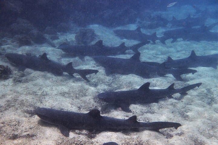 Galapagos Island Hopping: 7-Day Land-Based Wildlife & Snorkel Adventure photo 4