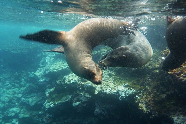 Galapagos Island Hopping: 7-Day Land-Based Wildlife & Snorkel Adventure photo 5