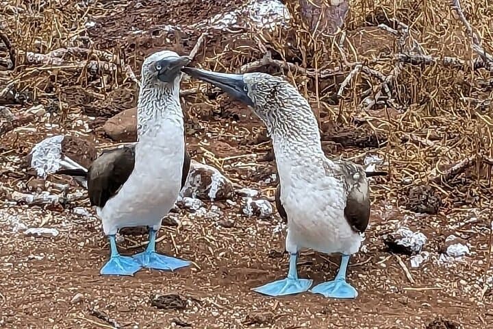 Galapagos Island Hopping: 7-Day Land-Based Wildlife & Snorkel Adventure photo 6