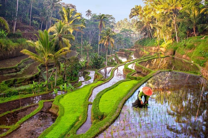 Full-Day Private Ubud Tour: Monkey Forest, Rice Terraces & Holy Springs
