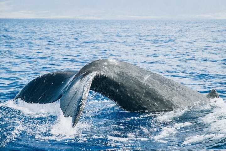 Midday Whale Watch from Mā’alaea Harbor — Humpback Viewing in the ʻAuʻau Channel photo 2