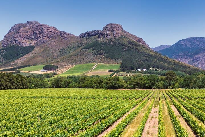 Private Cape Winelands Tour from Cape Town — Stellenbosch, Franschhoek & Paarl photo 3