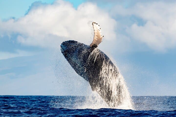 Waikiki Whale Watching: Two-Hour Trimaran Tour with Whale Guarantee