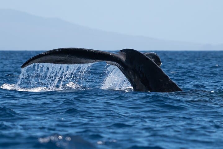 Waikiki Whale Watching: Two-Hour Trimaran Tour with Whale Guarantee photo 5