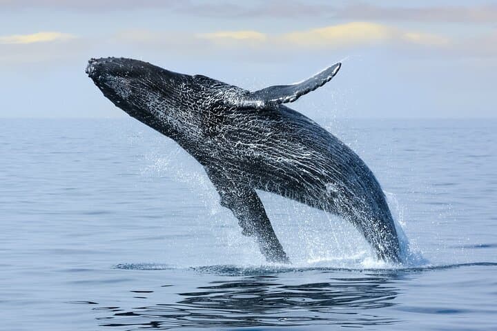 Waikiki Whale Watching: Two-Hour Trimaran Tour with Whale Guarantee photo 4