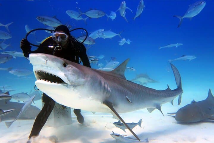 Inside Dubai Aquarium: Tunnel Walks, Penguins & Behind-the-Scenes Access photo 4