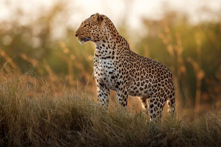 Private Full-Day Kruger Safari from Hoedspruit — Open Vehicle Big Five Experience photo 4