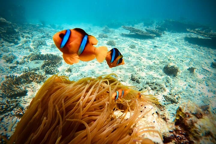 Private Scuba & Snorkel Day Trips to Daymaniyat from Muscat photo 4