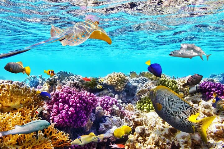 Half-Day Private Snorkeling in Maafushi: Biyadhoo & Turtle Reef with Sandbank Picnic photo 3
