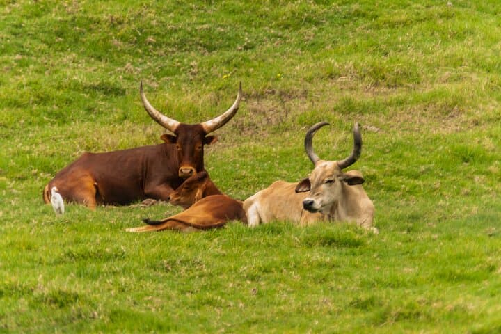 Private Full-Day Cebu Safari & Adventure Park Tour