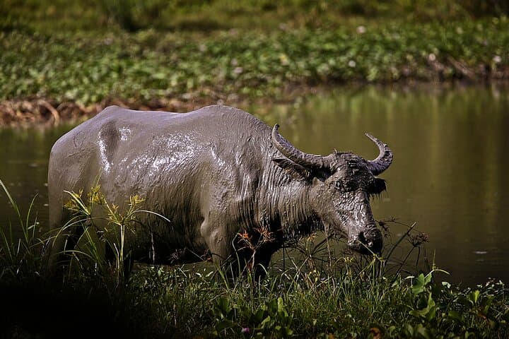 Private Full-Day Cebu Safari & Adventure Park Tour photo 2