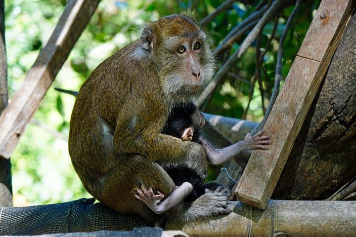 Private Full-Day Cebu Safari & Adventure Park Tour photo 6