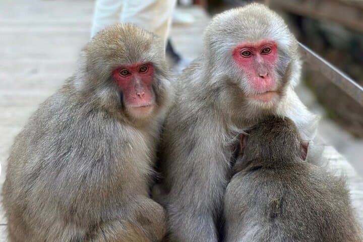 Nagano Snow Monkeys & Zenko-ji: A Day Tour from Tokyo or Nagano