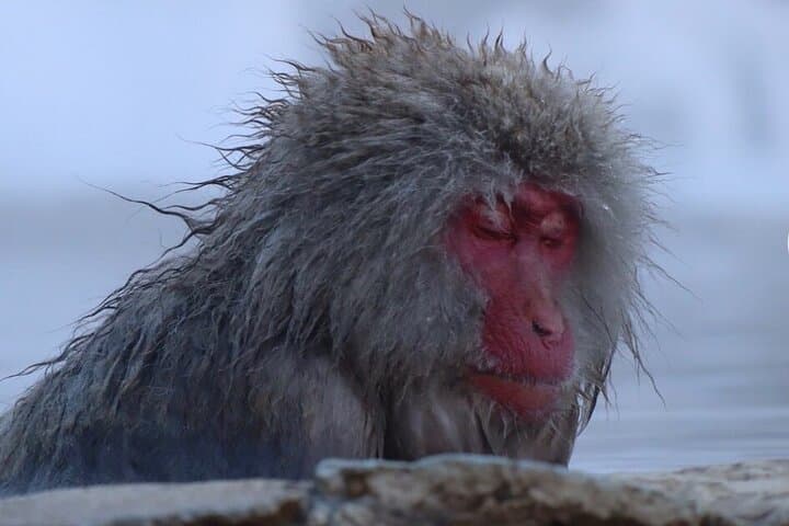 Nagano Snow Monkeys & Zenko-ji: A Day Tour from Tokyo or Nagano photo 2