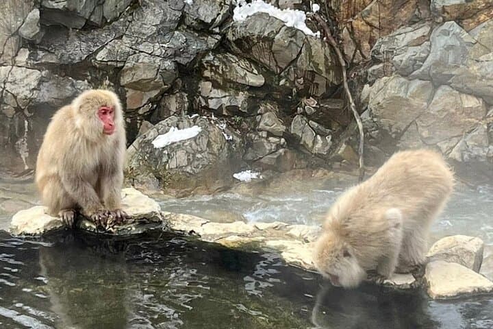 Nagano Snow Monkeys & Zenko-ji: A Day Tour from Tokyo or Nagano photo 3