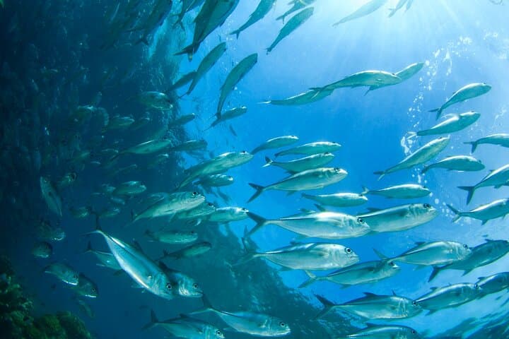 Sunset Handline Fishing & BBQ on Maafushi: Half-Day Private Tour photo 3