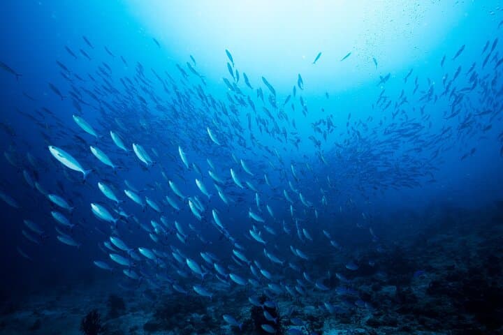 Sunset Handline Fishing & BBQ on Maafushi: Half-Day Private Tour photo 6
