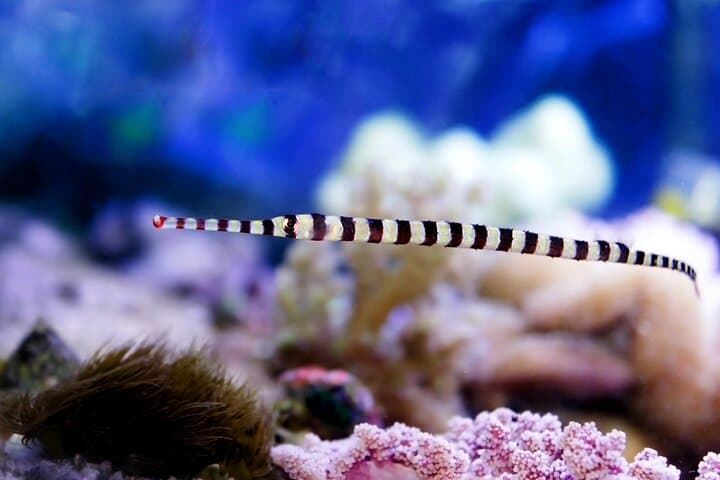 Private Cebu Ocean Park Tour: Full-Day Private Excursion in Cebu City photo 2