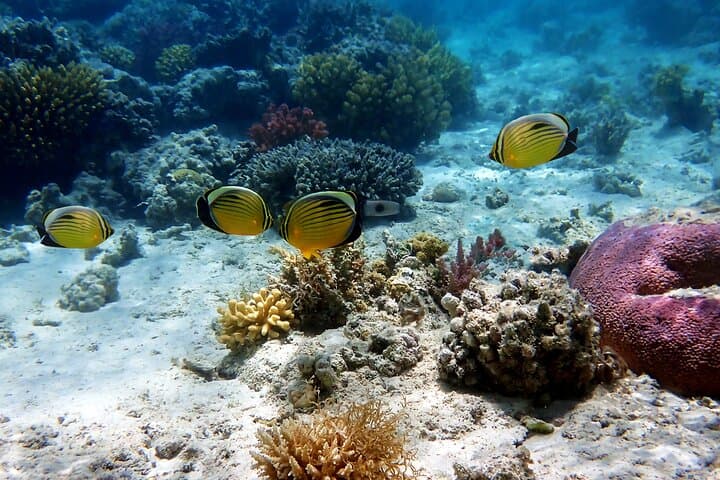 Private Cebu Ocean Park Tour: Full-Day Private Excursion in Cebu City photo 5