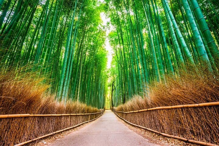 Private Northern Cebu Adventure: Full-Day Tour to Aisle of Medellin, Bamboo Forest & Dragon Peak