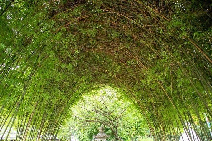 Private Northern Cebu Adventure: Full-Day Tour to Aisle of Medellin, Bamboo Forest & Dragon Peak photo 5