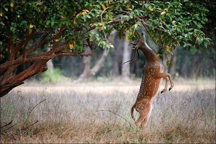 2-Day Private Ranthambhore Tiger Safari from Delhi photo 4