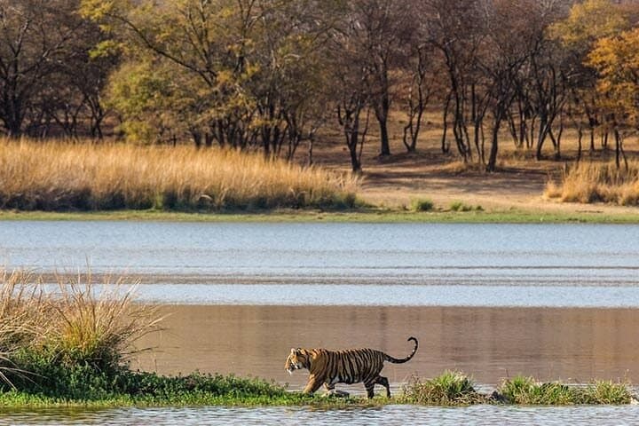 2-Day Private Ranthambhore Tiger Safari from Delhi photo 6