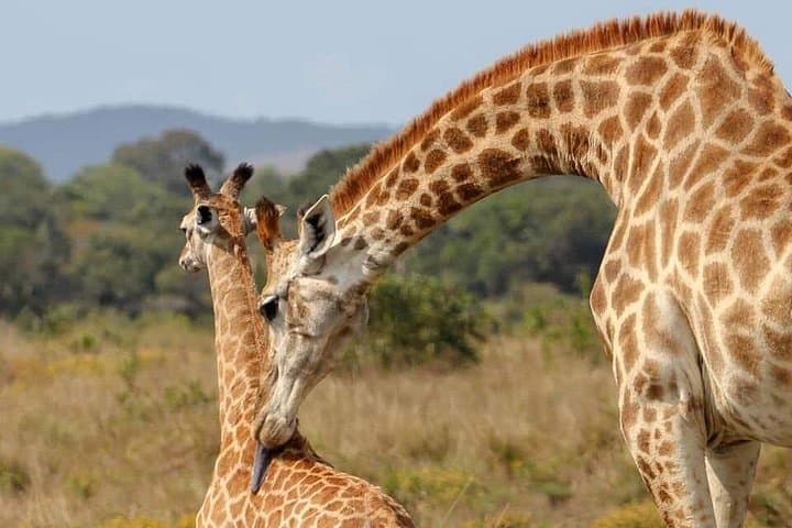 10-Day Southern Circuit Safari: Dar es Salaam to Mikumi, Ruaha, and Selous (Nyerere) photo 2