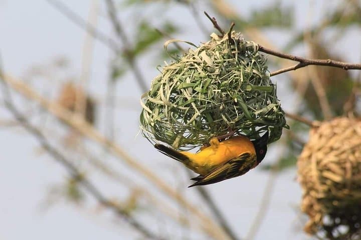 10-Day Southern Circuit Safari: Dar es Salaam to Mikumi, Ruaha, and Selous (Nyerere) photo 4