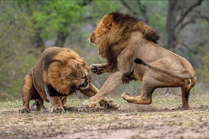10-Day Southern Circuit Safari: Dar es Salaam to Mikumi, Ruaha, and Selous (Nyerere) photo 1