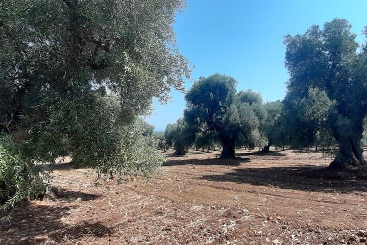 E‑Bike Ostuni: Ride Ancient Olive Groves & the White City photo 5
