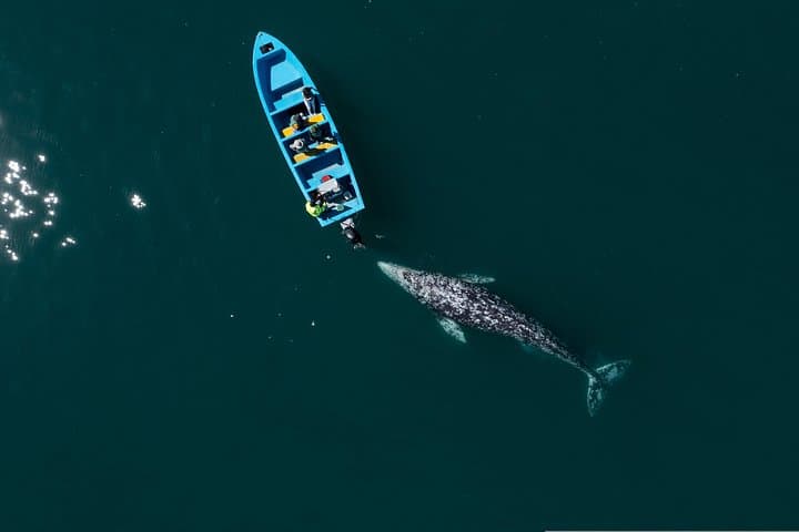 Gray Whales of Magdalena Bay: Guided Whale Watching from La Paz photo 2