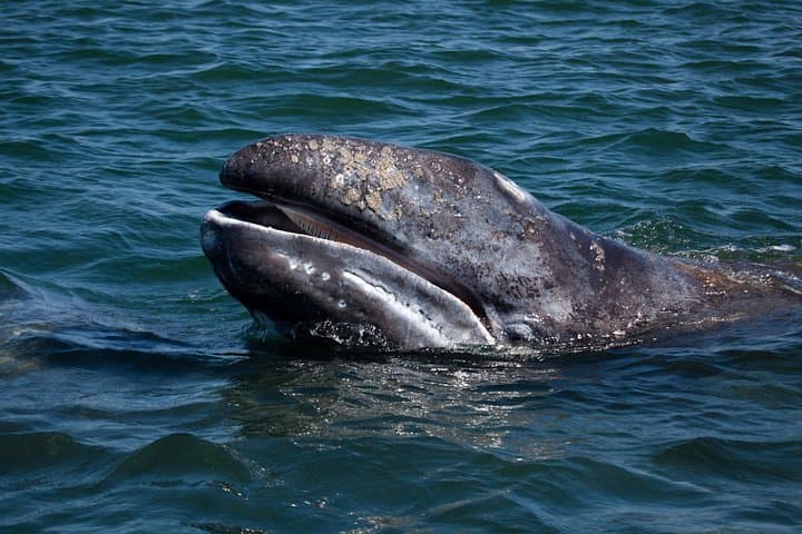Gray Whales of Magdalena Bay: Guided Whale Watching from La Paz photo 3