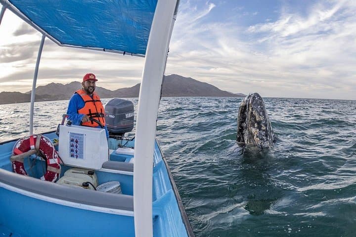 Gray Whales of Magdalena Bay: Guided Whale Watching from La Paz photo 4