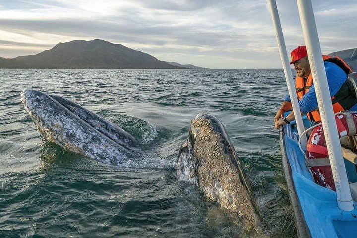 Gray Whales of Magdalena Bay: Guided Whale Watching from La Paz