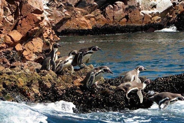 Ballestas Islands Boat Tour from Paracas — Candelabro, Sea Lions & Penguin Colonies photo 4